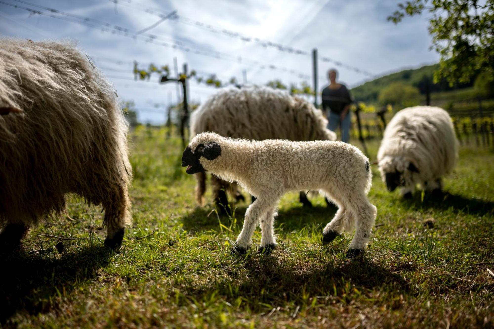 Weingut Jakob'S Ruhezeit Mautern an der Donau Esterno foto